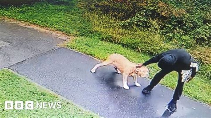 Brittany Scholand's Dog Attack: A Terrifying Encounter
